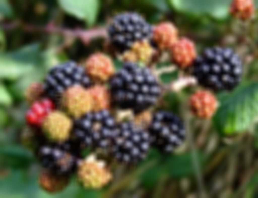 blackberries.jpg blurred out